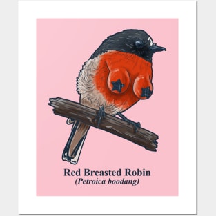 Red Breasted Robin Posters and Art